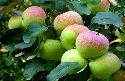 Сорт Боровинка: характеристики, достоинства, способы выращивания и ухода за яблоней с фото