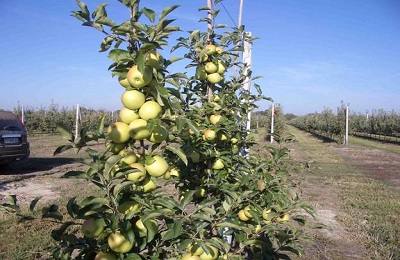 Голден Делишес: описание, посадка и уход за яблоней - фото