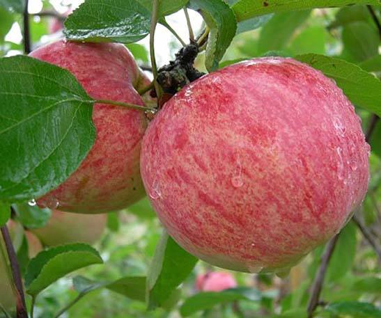 Яблоня сорта «Коричное полосатое» — рекомендую к посадке - фото