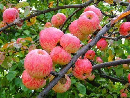 Мельба — описание сорта, посадка и уход за яблоней - фото