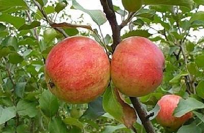 Орлинка  посадка, уход за яблоней и сбор урожая с фото