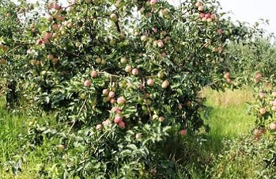 Синап Орловский — описание сорта, посадка и уход за яблоней - фото