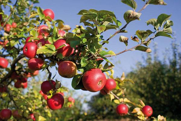 Выращивание корнесобственных саженцев яблони - фото