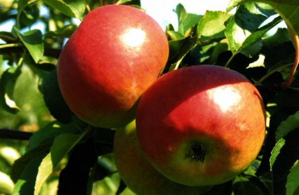 Описание яблони «Жигулевское»(Фото, отзывы) - фото
