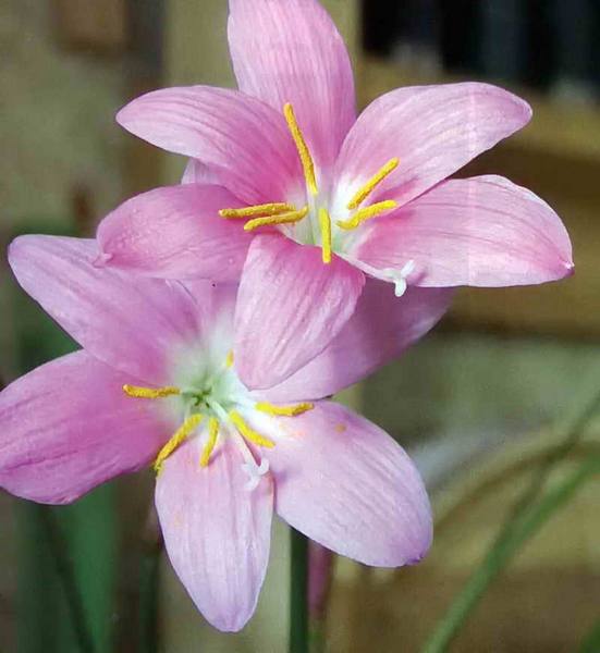 Зефирантес, цветок-выскочка - фото