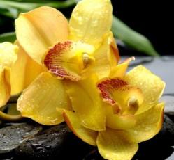 Янтарный перелив желтых орхидей - фото