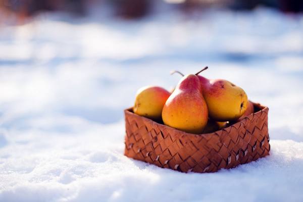О популярных зимних сортах груш - фото